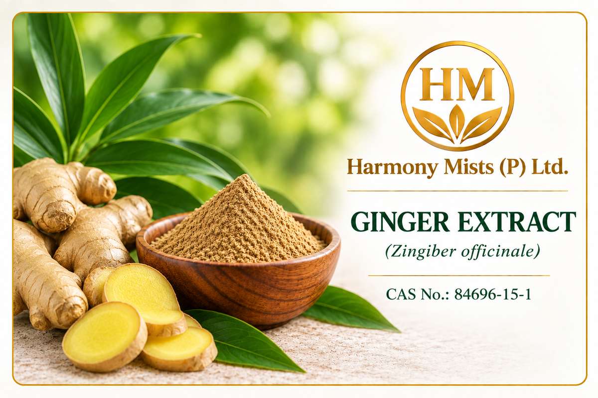 Ginger Extract