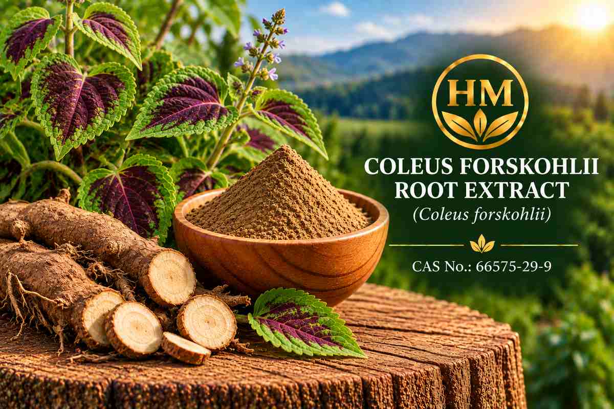 Coleus Forskohlii Root Extract
